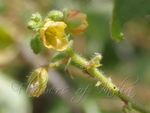 Tropical Sensitive Pea